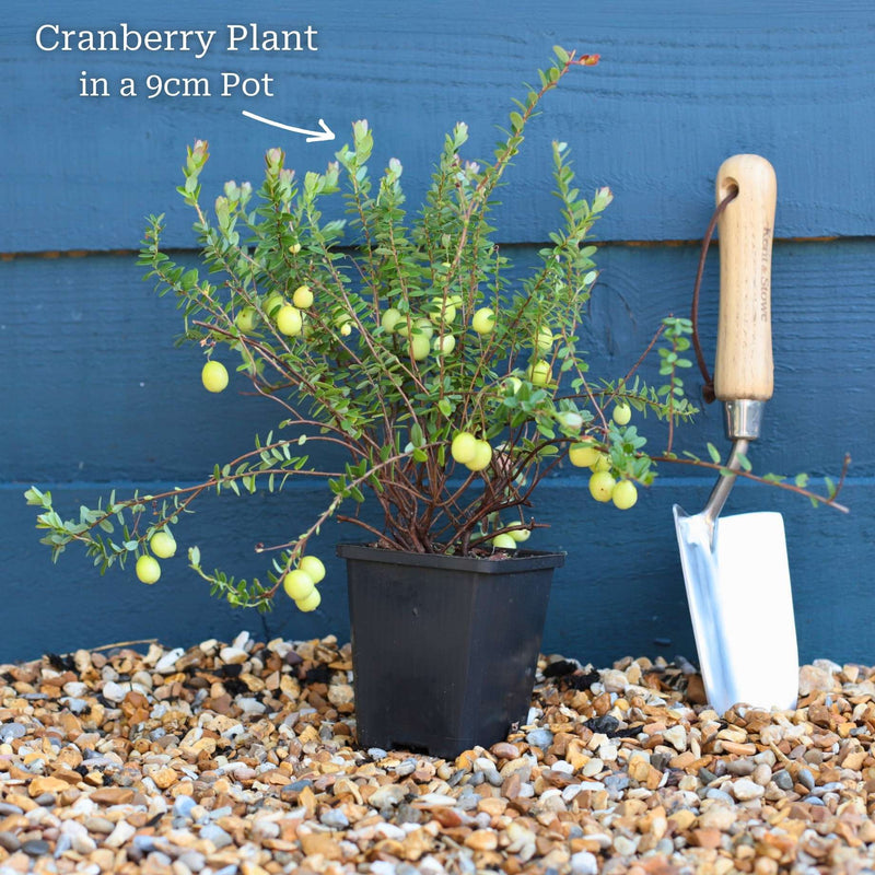 Cranberry Plant Soft Fruit