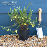 Cranberry Plant Soft Fruit