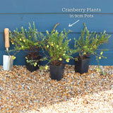 Cranberry Plant Soft Fruit