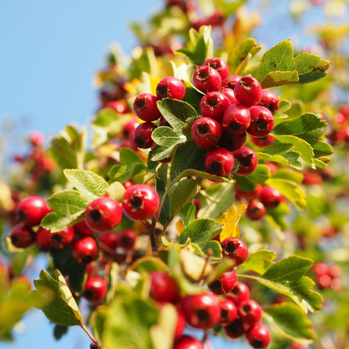 Common Hawthorn Tree | Crataegus monogyna Ornamental Trees
