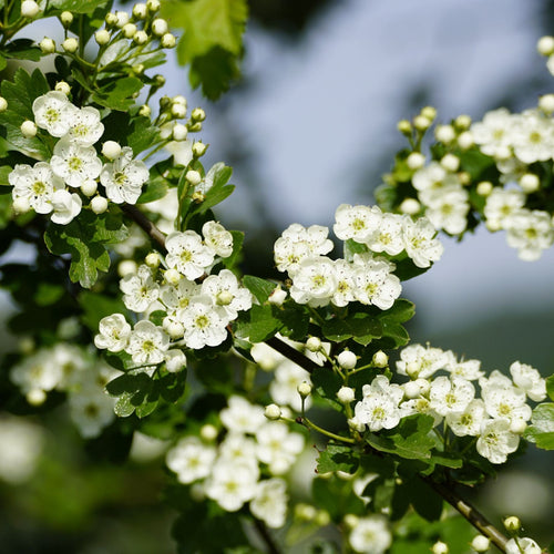 Common Hawthorn Tree | Crataegus monogyna Ornamental Trees