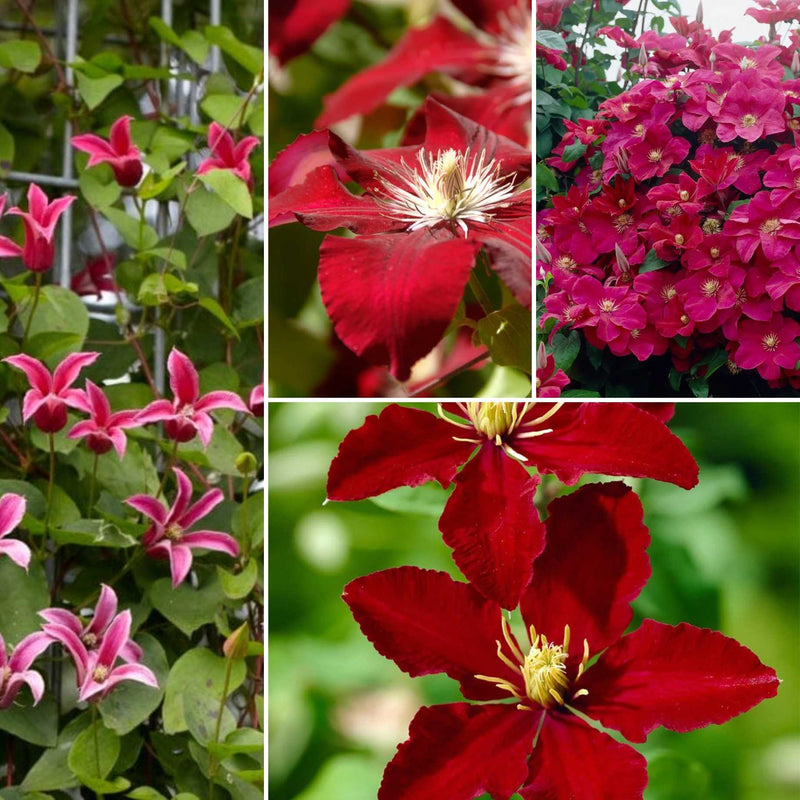 Designer Clematis Collection Climbing Plants