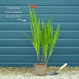 Crocosmia 'Lucifer' Perennial Bedding