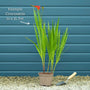 Crocosmia 'Lucifer' Perennial Bedding