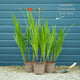 Crocosmia 'Lucifer' Perennial Bedding
