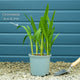 Crocosmia 'George Davison' Perennial Bedding