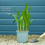Crocosmia 'George Davison' Perennial Bedding