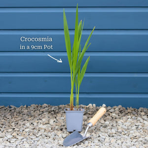 Crocosmia 'Lucifer' Perennial Bedding