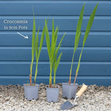 Crocosmia 'Lucifer' Perennial Bedding