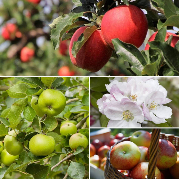 Rare Apple Varieties: UK’s Best Heritage Apples – Roots Plants