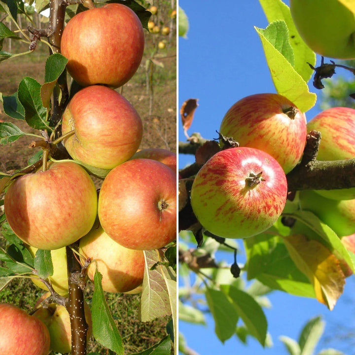 Rare Color Appels Rare Apple Varieties: UK’s Best Heritage Apples – Roots Plants