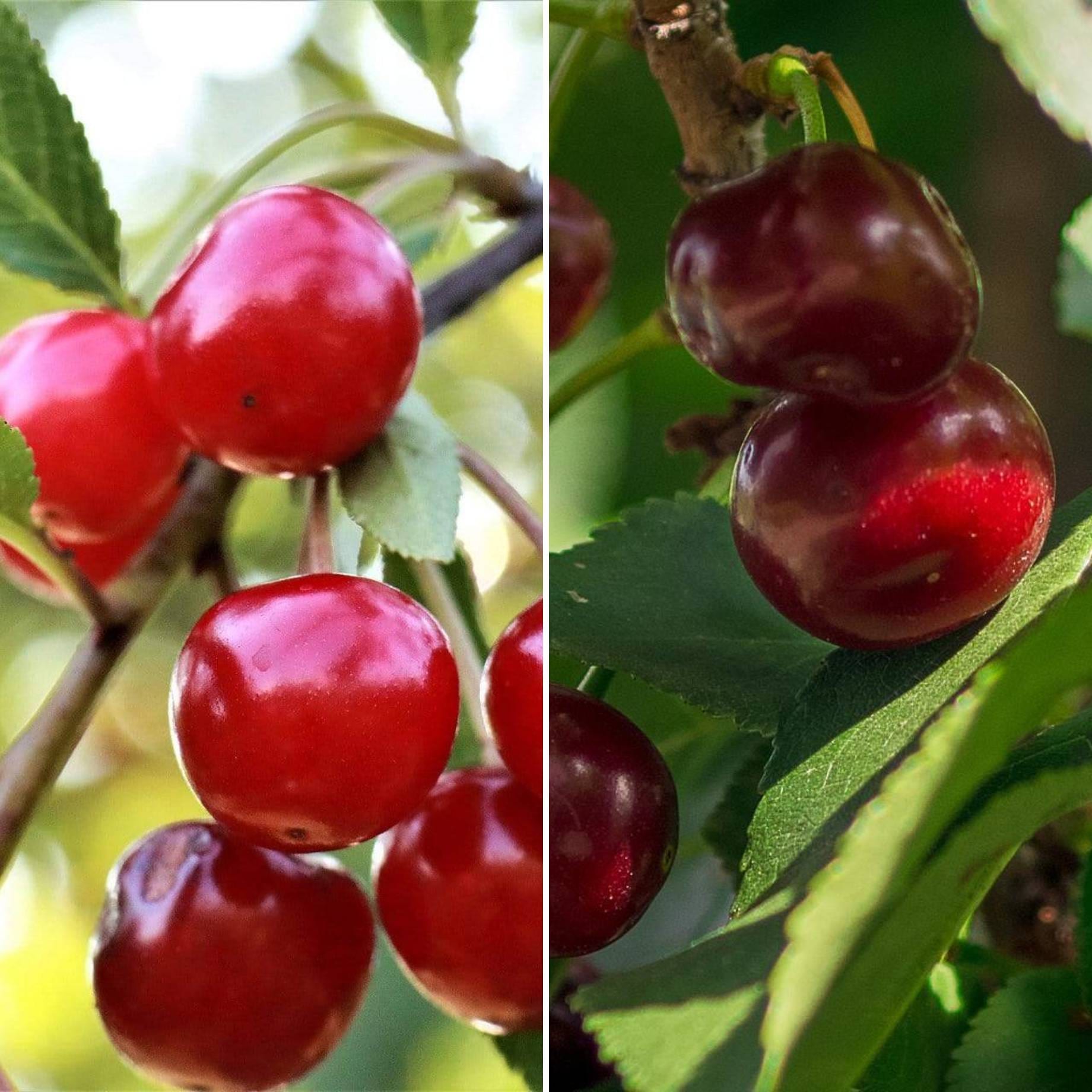 Cross Pollinating Cherry Trees | Perfect Partners – Roots Plants