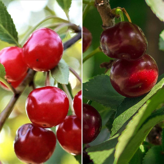 Cross Pollinating Cherry Trees | Perfect Partners Fruit Trees
