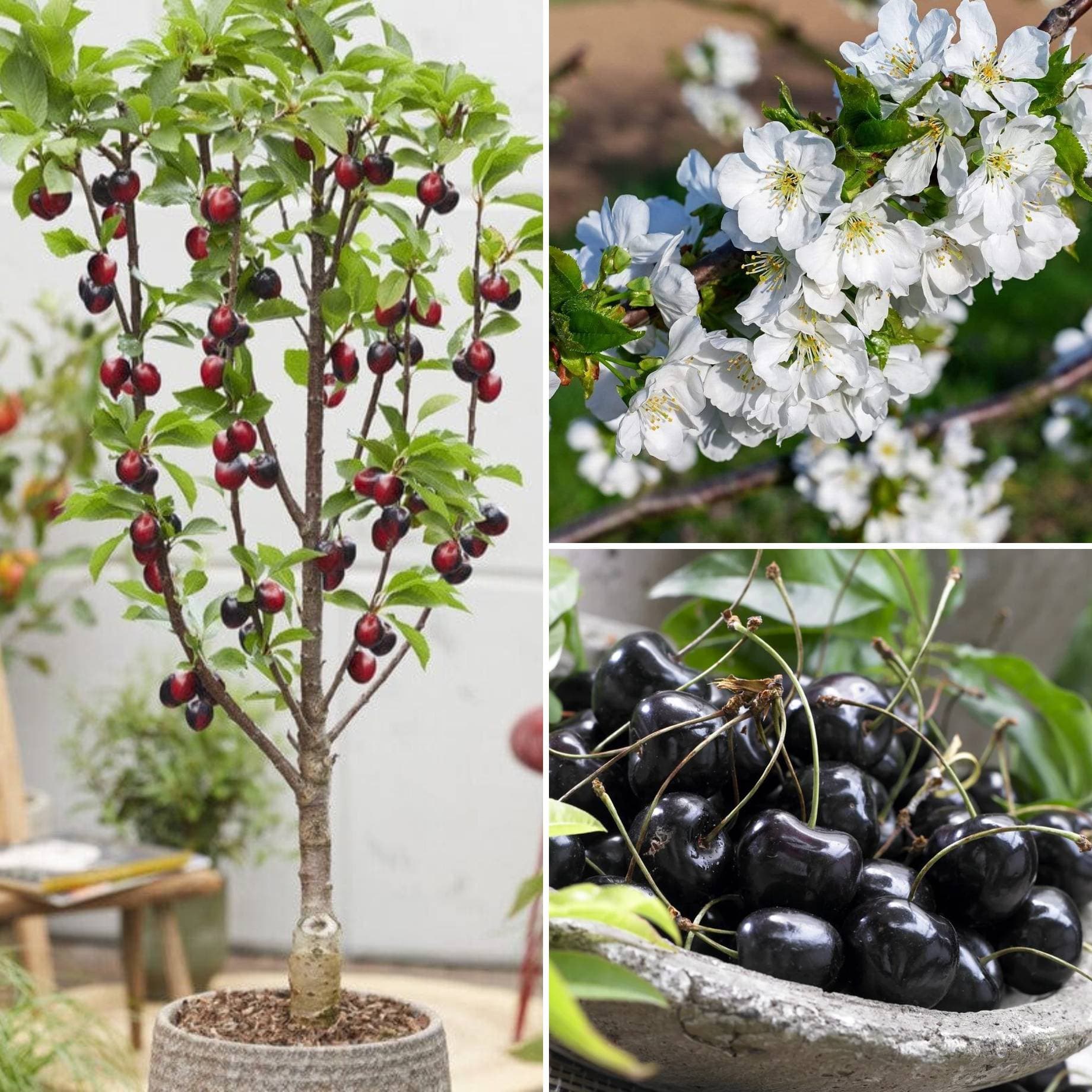 Cross-Pollinating Cherry Collection | Kordia, Summer Sun & Sweetheart