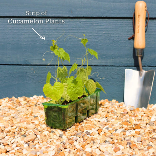 Cucamelon Plants Vegetables