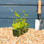 Cucamelon Plants Vegetables