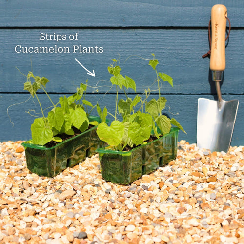 Cucamelon Plants Vegetables