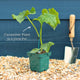'Kuper F1' Grafted Cucumber Plant Vegetables