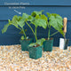 'Kuper F1' Grafted Cucumber Plant Vegetables
