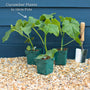 'Kuper F1' Grafted Cucumber Plant Vegetables