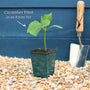 'F1 Femspot' Cucumber Plants Vegetables