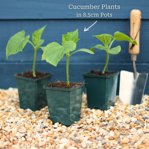 'F1 Femspot' Cucumber Plants Vegetables