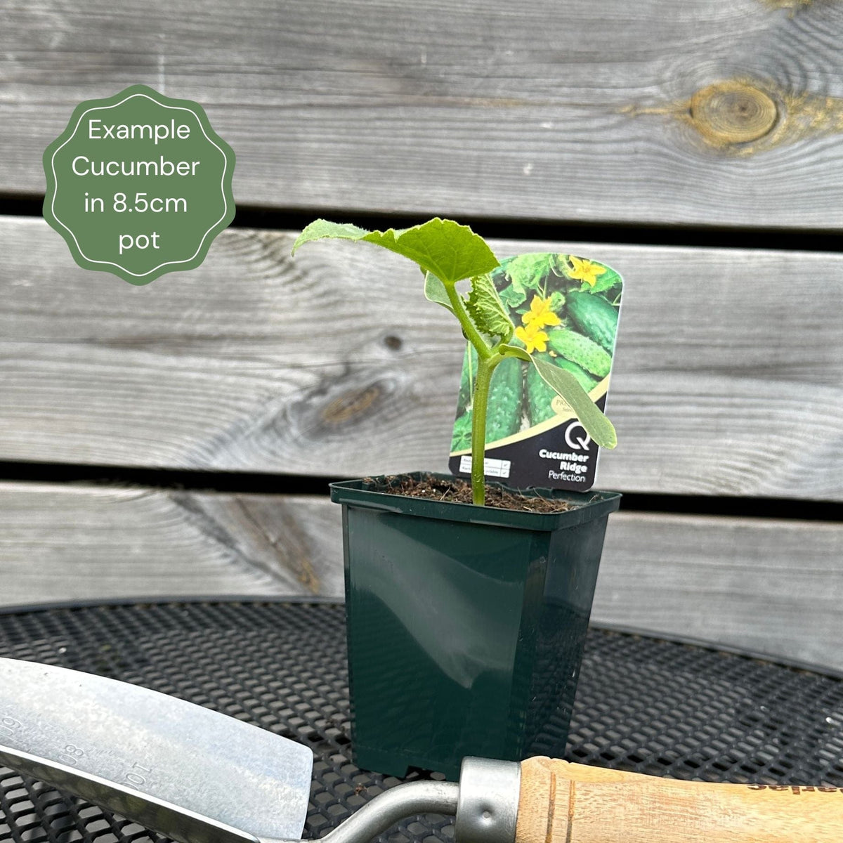 Cocumber Ridges 'Ridge Perfection' Cucumber Plants – Roots Plants