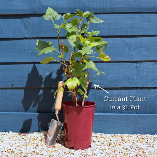 'Red Lake' Redcurrant Bush Soft Fruit