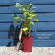 'Red Lake' Redcurrant Bush Soft Fruit