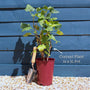 'Red Lake' Redcurrant Bush Soft Fruit