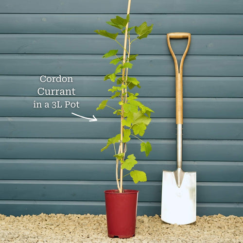 'Jonkheer van Tets' Redcurrant Plant Soft Fruit
