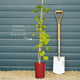 'Jonkheer van Tets' Redcurrant Plant Soft Fruit