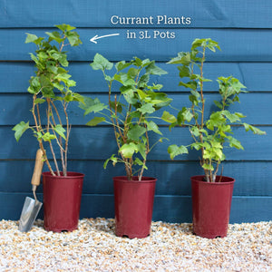 'Red Lake' Redcurrant Bush Soft Fruit