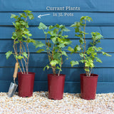 'Red Lake' Redcurrant Bush Soft Fruit