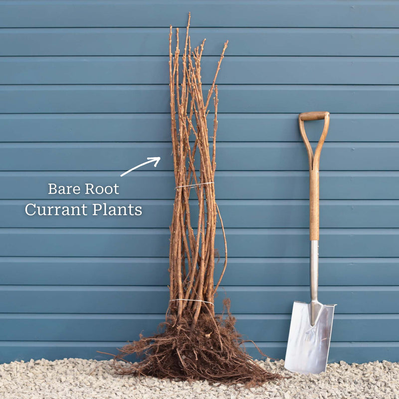 'Red Lake' Redcurrant Bush Soft Fruit