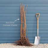 'Red Lake' Redcurrant Bush Soft Fruit