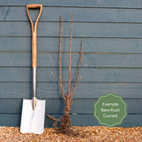 'Ben Connan' Blackcurrant Bush Soft Fruit