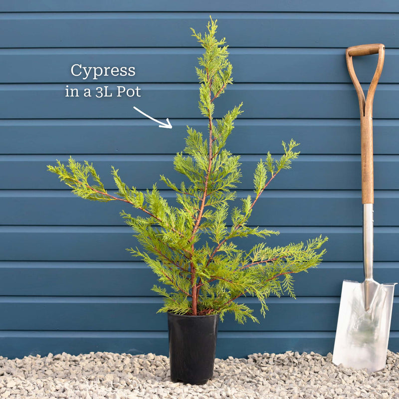 Leyland Cypress | Cupressocyparis leylandii Ornamental Trees