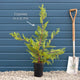 Leyland Cypress | Cupressocyparis leylandii Ornamental Trees