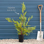 Leyland Cypress | Cupressocyparis leylandii Ornamental Trees