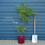 Leyland Cypress | Cupressocyparis leylandii Ornamental Trees