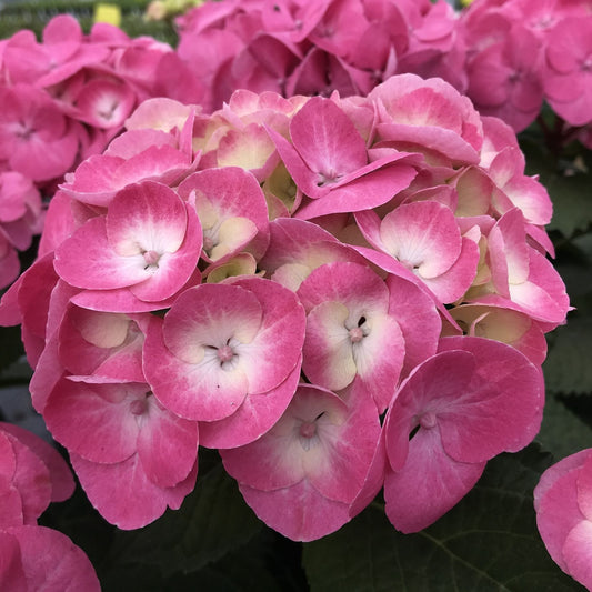 Hydrangea macrophylla 'Rembrandt Dolce Chic' Shrubs