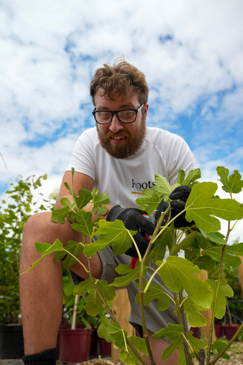 Why Do We Wear Gloves When Pruning Figs