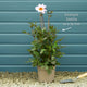 Dahlia 'Dahlegria White' Perennial Bedding