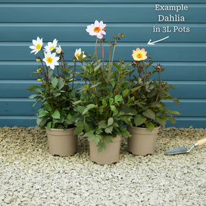 Dahlia 'Dahlegria White' Perennial Bedding