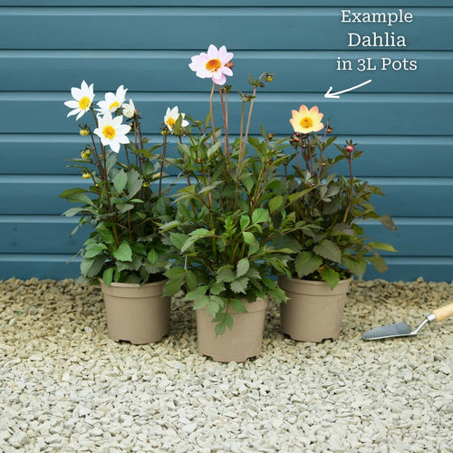 Dahlia 'Dahlegria White' Perennial Bedding