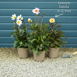 Dahlia 'Dahlegria White' Perennial Bedding