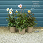 Dahlia 'Dahlegria White' Perennial Bedding