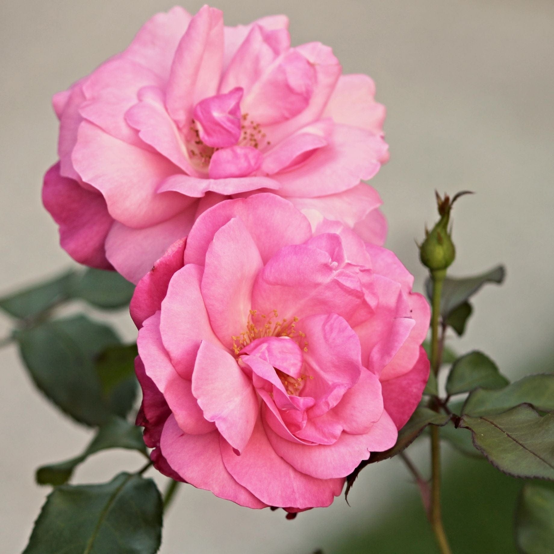 2 Roses Dancing 'Dancing Queen' Climbing Rose โ Roots Plants