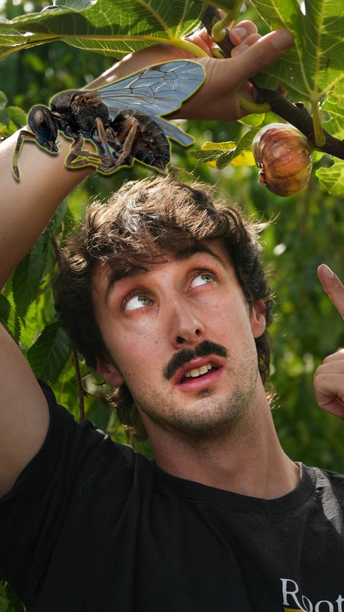 Am I eating a DEAD WASP in my fig?